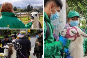 Llamas de la Plaza de Bolívar no se usarán para fotos: se acabó el negocio