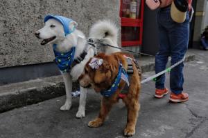 Mascotas en Funza, Cundinamarca