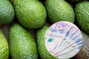 Productores de aguacate alzan vuelo: más plata por cosecha