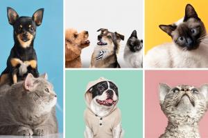 Obesidad en mascotas: señales de alerta y cómo evitarla a tiempo