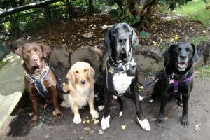 San Cristóbal rescatan perros tras meses de abandono en vivienda