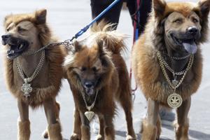 Animales con mas flow en Expopet