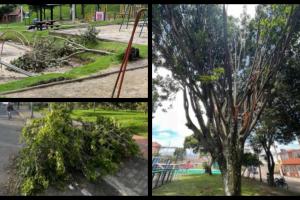 Árboles en mal estado