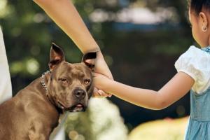 Ataque de perro pitbull en Bogotá