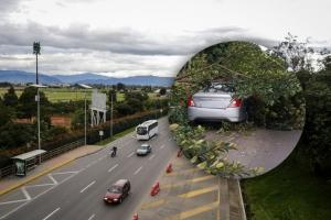Caída de árbol en la Autopista Norte