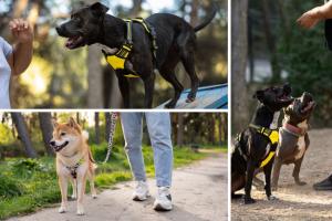 ¿Qué es el canicross? Deporte para sacar todo el potencial junto a su perro