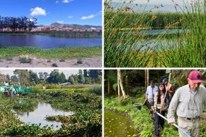 Humedales renacen en Cundinamarca: CAR y JAC rescatan el agua