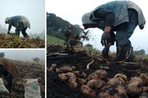 Campesinos les llegará incentivo: bulto de papa dará más ganancia