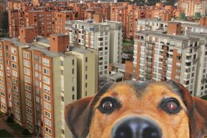 Dueños de perros ganan Corte frena multas en conjuntos