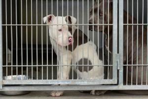 Ataque de perros pitbull