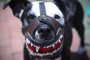 Perros con bozal