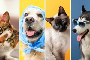 Vacunación gratis para mascotas en Bogotá: aproveche y lleve a su peludo