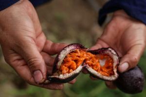Alimentos en Corabastos