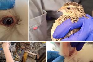 Rescatan en Engativá cinco animales de granja en pésimas condiciones
