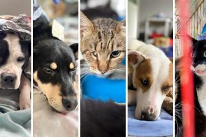 Apadrine a un animal vulnerable: con un aporte pequeño salvará muchas vidas
