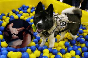 Mascotas víctimas de maltratador de animales