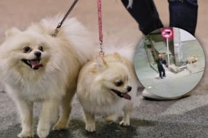 Mascotas en Bogotá asechadas por agresor en Bogotá