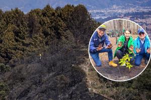 Cerros Orientales reverdecen: la siembra equivale a 41 canchas de fútbol