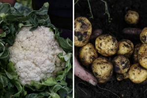 Precios en Corabastos hoy 17 de septiembre de 2025: alimentos que más bajaron de precio este miércoles