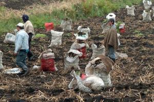 Cultivadores de papa