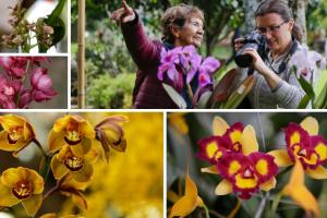 Jardín Botánico se viste de orquídeas: Bogotá brillará con exposición