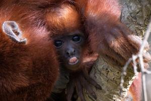 Rescatan a mono aullador bebé que estaba en cautiverio en Fontibón