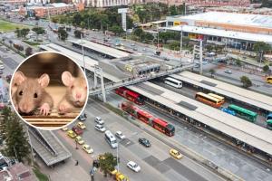 Enormes ratas en zona de comidas del portal de TransMilenio calle 170