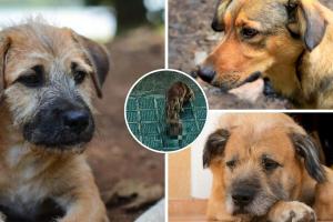 Perrito con masa cancerosa fue rescatado, sin agua ni comida, en Kennedy