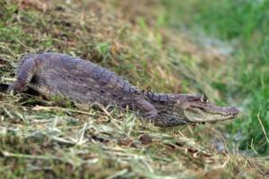 Babilla en su hábitat natural