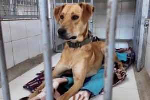 Colegio en Bogotá da ejemplo crea hogar de paso pa perros y gatos abanados