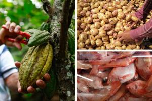 Precios en Corabastos hoy 2 de octubre de 2025: alimentos que más bajaron este jueves