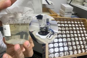 ¡Escudo anti-dengue! Rey estrena logro clave contra mosquitos