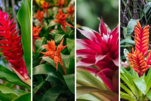 Bogotá se llena de color con la IV Exposición de Bromelias en el Jardín Botánico