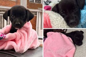 Fundación en Sibaté bajo la lupa: denuncian entrega de animales enfermos