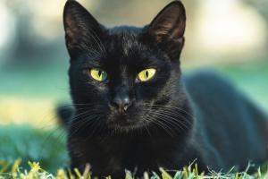 Gatos negros en Halloween