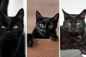 Octubre, el mes más peligroso para los gatos negros: evite tragedias