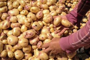 Precios en Corabastos este 9 de octubre 2025 alimentos que más bajaron HOY