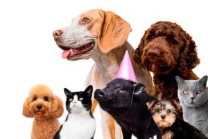 Perros y gatos serán protagonistas con la semana de protección y bienestar Animal