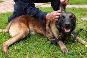 Supervigilancia reglamenta la "Ley Lorenzo"