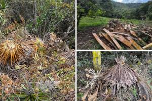 Tala indiscriminada deja al borde del colapso el cerro de Juaica en Tenjo
