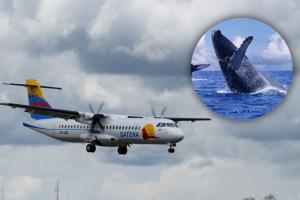 Ruta aérea para ver ballenas en el pacífico