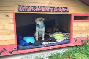 Perritos de la estación de Policía de Kennedy
