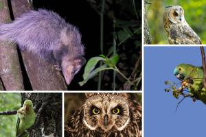 CAR libera 32 animales silvestres en Cundinamarca tras su recuperación