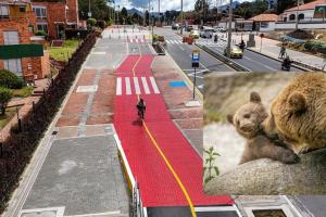 Aparece oso de anteojos con su cría en Bogotá su camino marcó huella