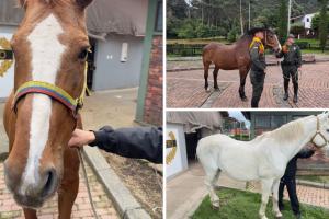 Héroes de 4 patas terminan su servicio y alegran a hogares adoptantes