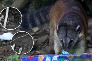 Cusumbo se paseó por el norte de Bogotá y dejó a todos con la boca abierta