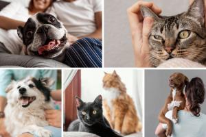 Esterilizaciones gratis en Bogotá: el regalo perfecto para su peludo