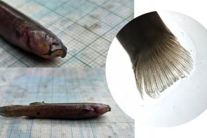 Aparece pez capitán de la sabana en Bogotá por primera vez