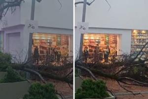 Lluvias pegaron duro: rayo tumbo árbol y complicó el paso en Chapinero