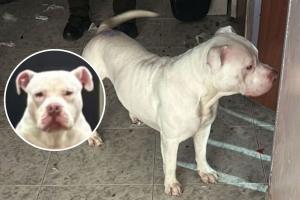 Rugger fue rescatado: así terminó el calvario de su maltrato en Kennedy